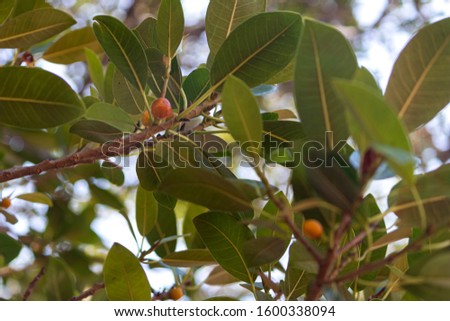 Yellow fruit that the birds eat with a yellowish green foliage.