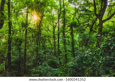 Woods in park near West Lake, in Hangzhou, China Royalty-Free Stock Photo #1600341352