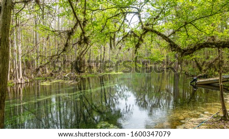 Picture of pretty Suwannee River and Twin Rvers State Forest in Florida in spring during daytime