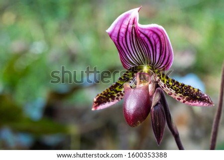 Macro photography of a paphiopedilum, lady's slipper or venus shoe, a genus in the orchid family.