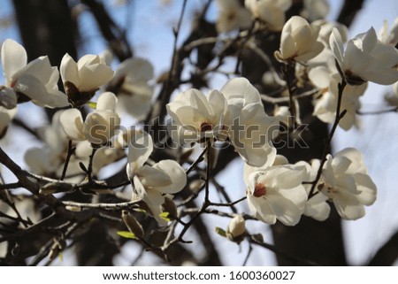 White flowers of spring tree in Hokkaido, Japan
