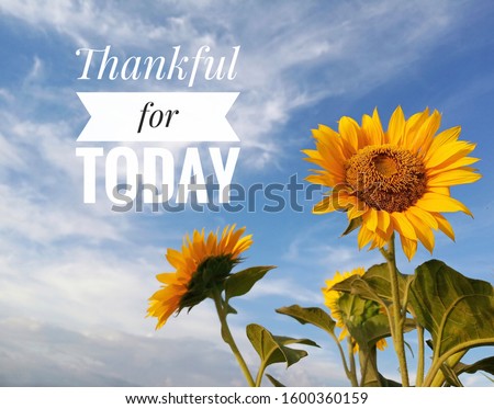 Inspirational quote - Thankful for today. With beautiful sunflowers closeup on white clouds and bright blue sky background. Words of wisdom concept.