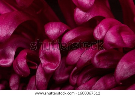 Macro photos of purple flowers