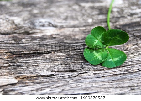 Real green four leaf clover on gray wood