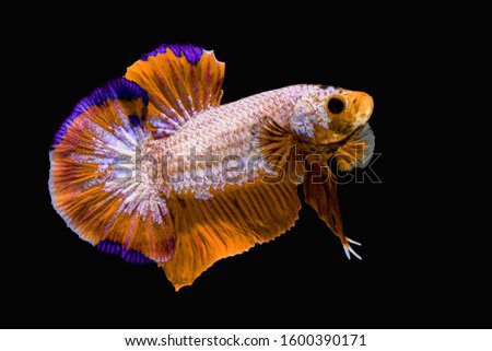 Fancy thai super golden star pearls betta spreading fin and short tail swimming. Siamese fighting fish isolated black background. Close up and focus selection Colorful freshwater fishes CLIPPING PATH
