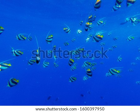 In this unique photo you can see the underwater world of the Pacific Ocean in the Maldives! Lots of coral and tropical fish!