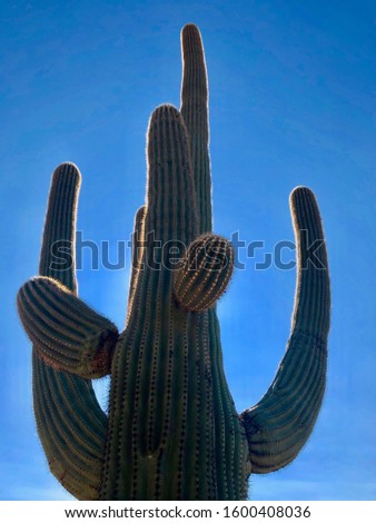 Huge Cactus on Tucson Desert