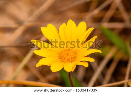 A closeup shot of a yellow-petaled field marigold with a blurry background