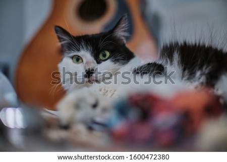 A selective focus shot of a cute black and white cat with a scared face
