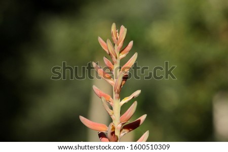 An alovera flower blooming and dark green background