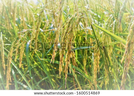 A scenery of ripe paddy field 