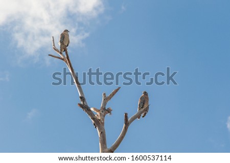 A low angle shot of two brown birds perched on a tree under the bright sky