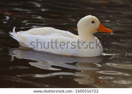 Duck in Water/Land Splashing/Dunking the Water