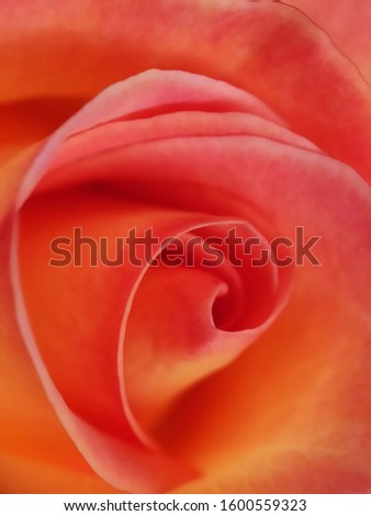 Beautiful giant roses pink red orange flame purple flowers in botanic garden spring time Queenstown garden new Zealand cold weather blossom plant colorful closeup Hoa Hong 