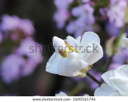 Beautiful colorful macro flower wild bloom floral in spring time blur background wildflower in botanical garden fresh pink white petal 
