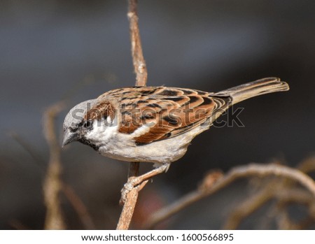 a beautiful domestic sparrow picture