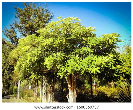 green tree with blue sky jpg 