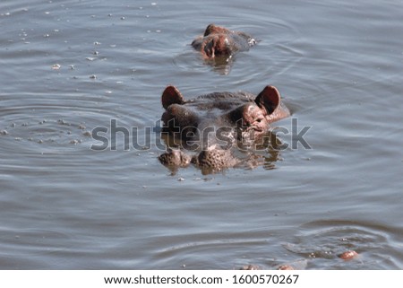 Hippos in Tanzania National Park.