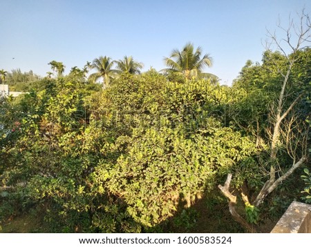 Picture of Jack fruit tree in Bangladesh 