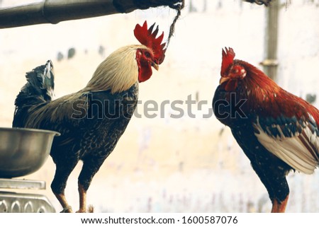 A rooster is a male gallinaceous bird which is also known as a cockerel or cock, with cockerel being younger and rooster being an adult male chicken.