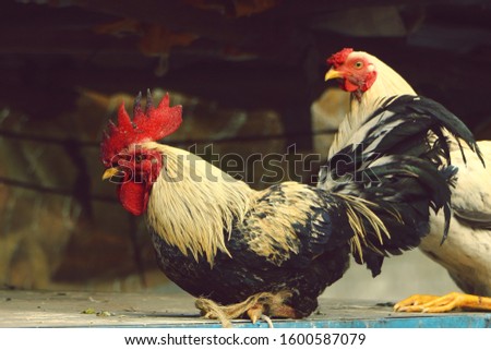 A rooster is a male gallinaceous bird which is also known as a cockerel or cock, with cockerel being younger and rooster being an adult male chicken.