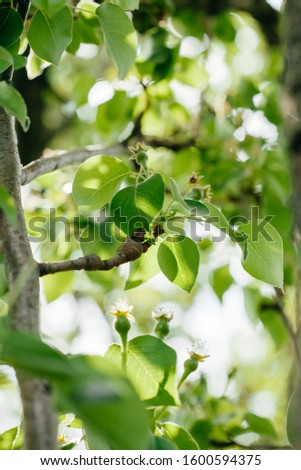 spring garden in the morning, young green leaves growing on a tree