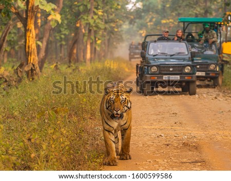 Tiger being followed by jeeps 