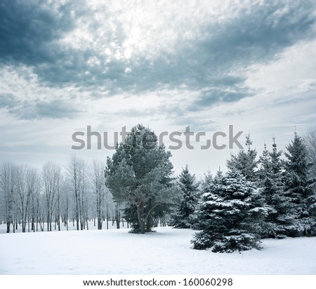 Beautiful Winter Landscape with Snow Covered Trees in Park