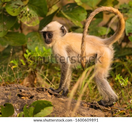 Beautiful little monkey watching on a log