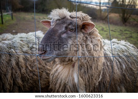 on a meadow stand wool sheep with a dirty thick sheepskin