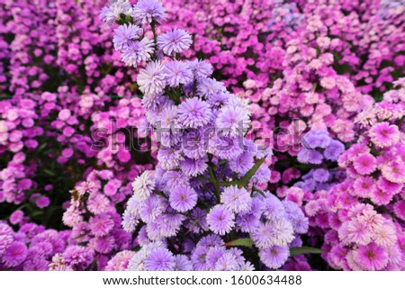Michaelmas Daisy or New York Aster. Purple And Pink Flower .Beautiful flower garden. Romantic Flower Garden. valentine day. Flowers that mean sincerity, true love. Flowers in bloom. Springtime.
