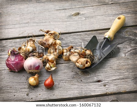 Autumn planting of flower bulbs in the ground Royalty-Free Stock Photo #160067132