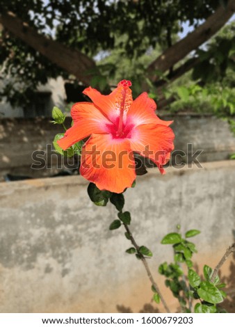 orange hibiscus flower on my garden