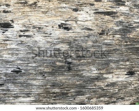 Texture of wood. Old brown wooden wall, detailed background photo texture. Wood plank fence close up.