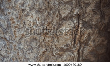 Tree skin surface image texture background