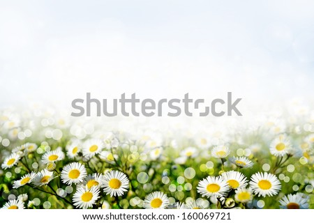 Summer. Background of flowers.
