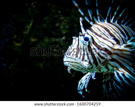 zebra lion fish (Pterois) is a genus of venomous marine fish, commonly known as lionfish, native to the Indo-Pacific.