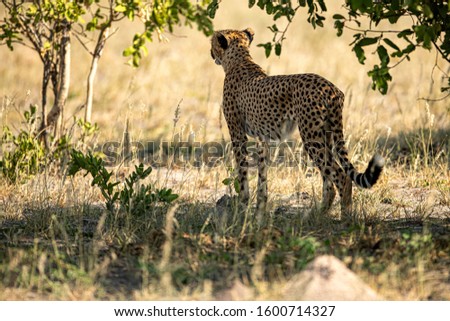 Wild African cheetah, beautiful mammal animal. Africa, Kenya