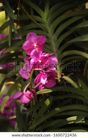 Close up  Thai  Orchid in garden., Vanda