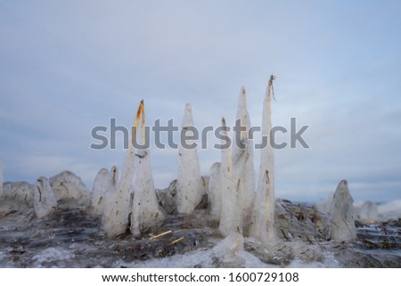 Conical ice caps around straws of reed in the coast. Half transparent dome hats over thin tubes, Decorative frosty collars created when temperatures fall under zero. Estonia.