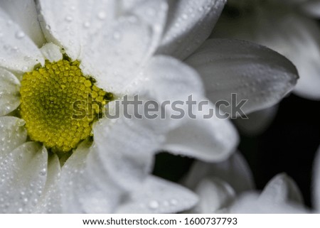 Beautiful white chrysanthemums that bloomed closeup with dew drops on the petals after rain.