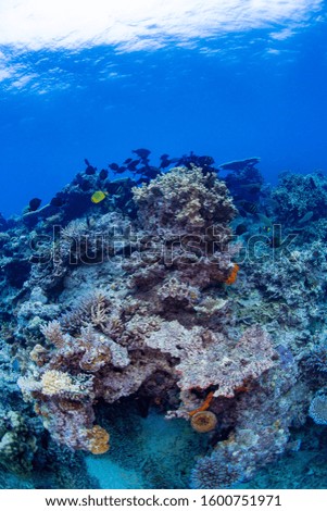 The healthy reefs of Fiji
