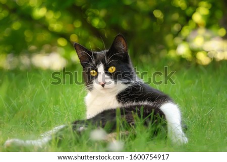 Cute cat, tuxedo pattern black and white bicolor, European Shorthair, lying on its back in a green grass garden meadow and looking curiously Royalty-Free Stock Photo #1600754917