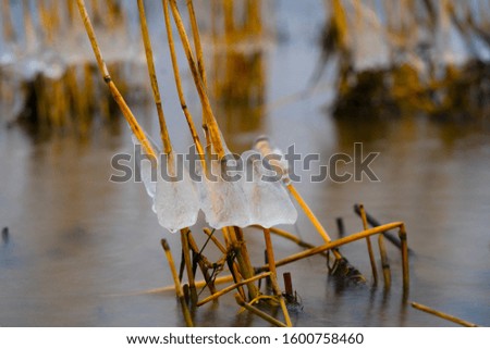 Mushroom like ice caps over straws of reed in coastal waters. Half transparent dome hat over thin tube, Fragile natural decorations created by temperature fallen below freezing.