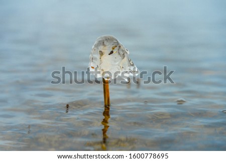 Mushroom like ice caps over straws of reed on the coast. Half transparent dome hat over thin tube, Fragile natural decorations created by temperature fallen below freezing.