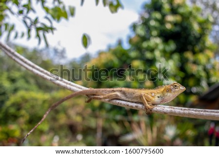Chameleon on white cable in forest