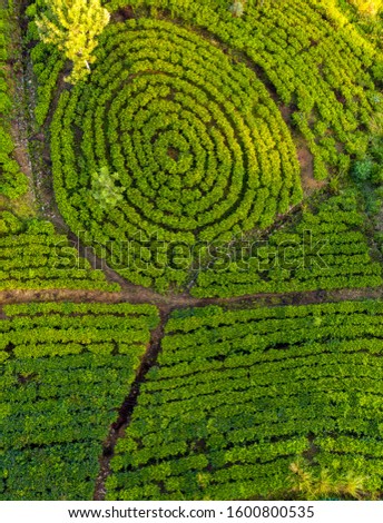 Aerial view of tea plantations and the valley during sunrise on Sri Lanka