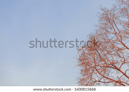 Tree branches against the blue sky. Background, wallpaper.