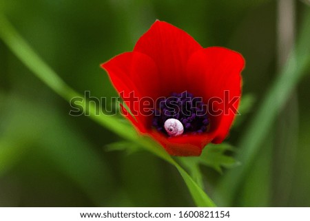 close-up photo of a wild red Anemone coronaria flower with focus on the snail

