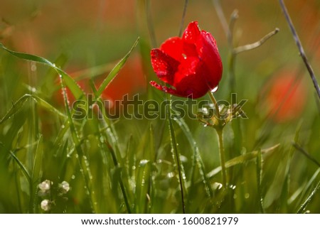 close-up photo of a wild red Anemone coronaria flower with focus on the petal with water drops
